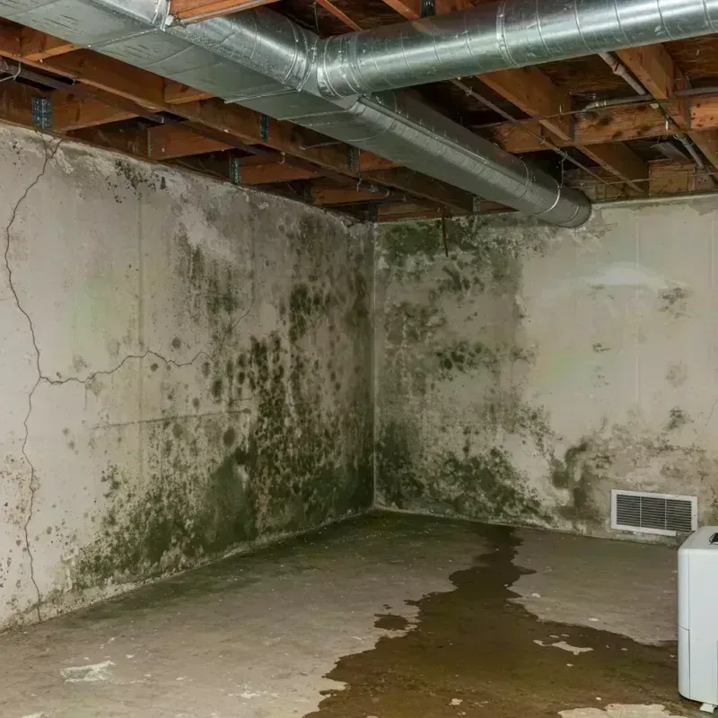 Professional Mold Removal in Oakdale, PA